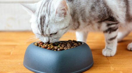 10 Black Friday cat food deals