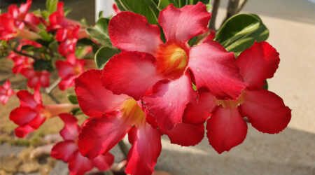 7 popular plants that are dangerous for cats