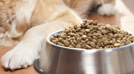 Black Friday 2023 – Top 10 Dog Food Deals to Look Out For